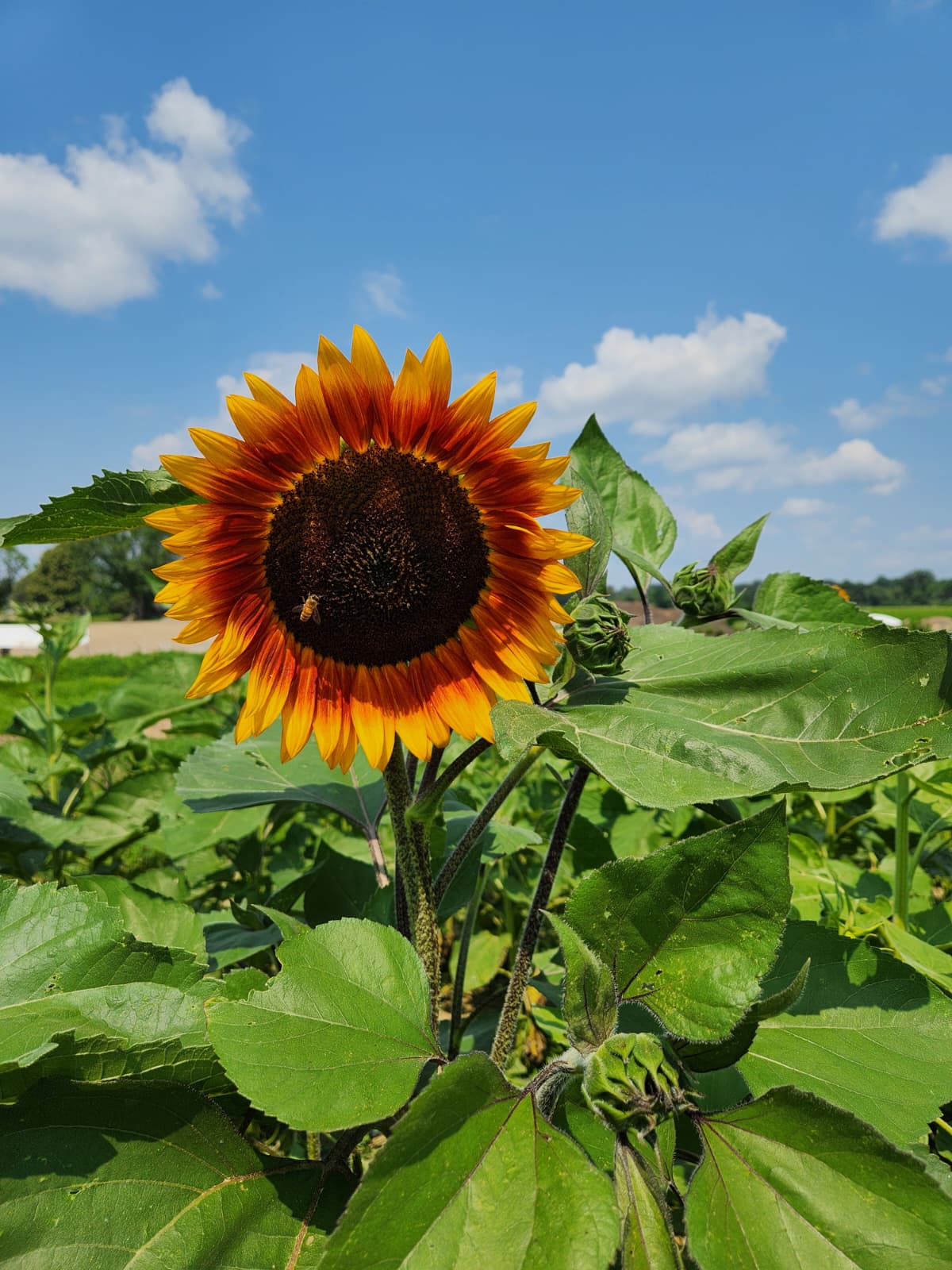 Imagem do WhatsApp de 2025-07-21 à(s) 12.13.20_4ab58c66