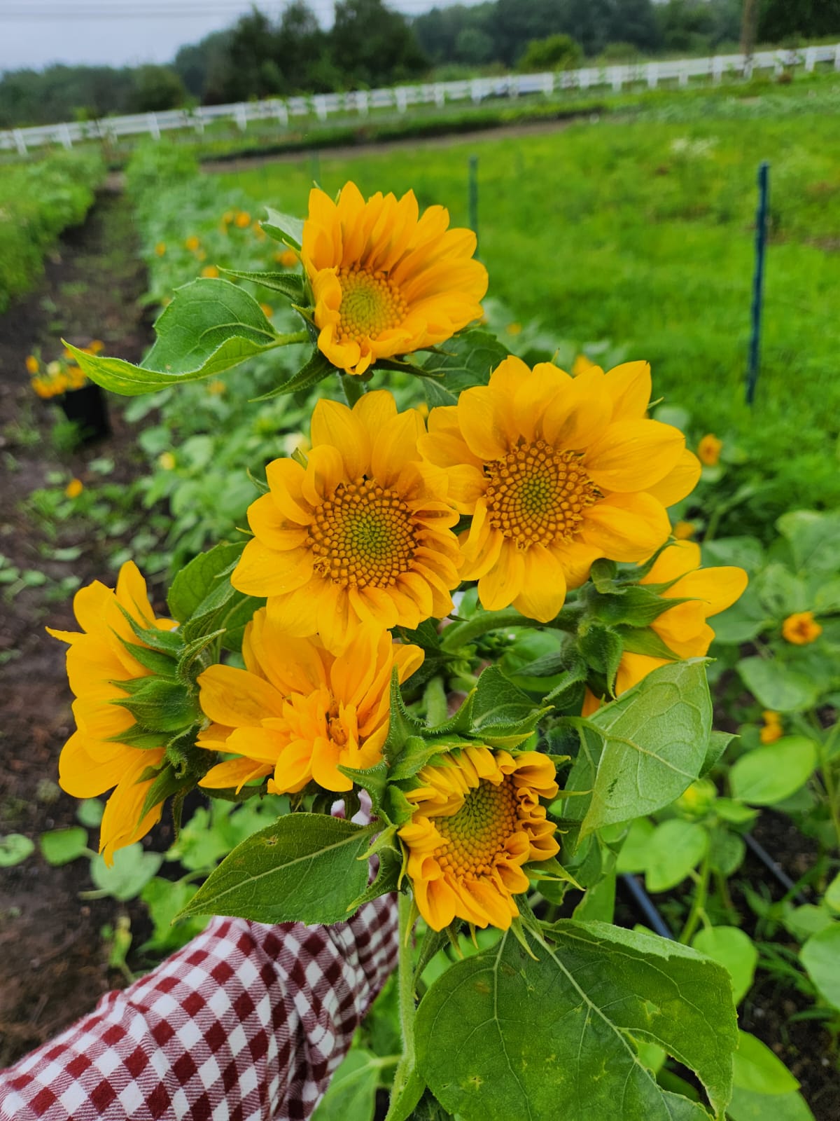 PHOTO-2025-07-09-07-33-15