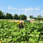 The Most Beautiful Sunflower Field of the Summer Is Waiting for You