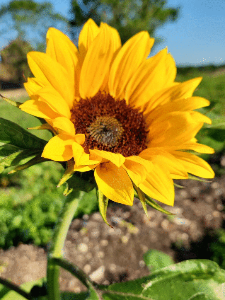 The Most Beautiful Sunflower Field of the Summer Is Waiting for You