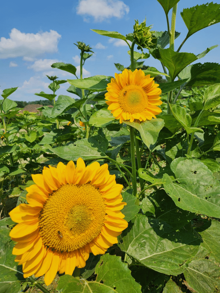The Most Beautiful Sunflower Field of the Summer Is Waiting for You