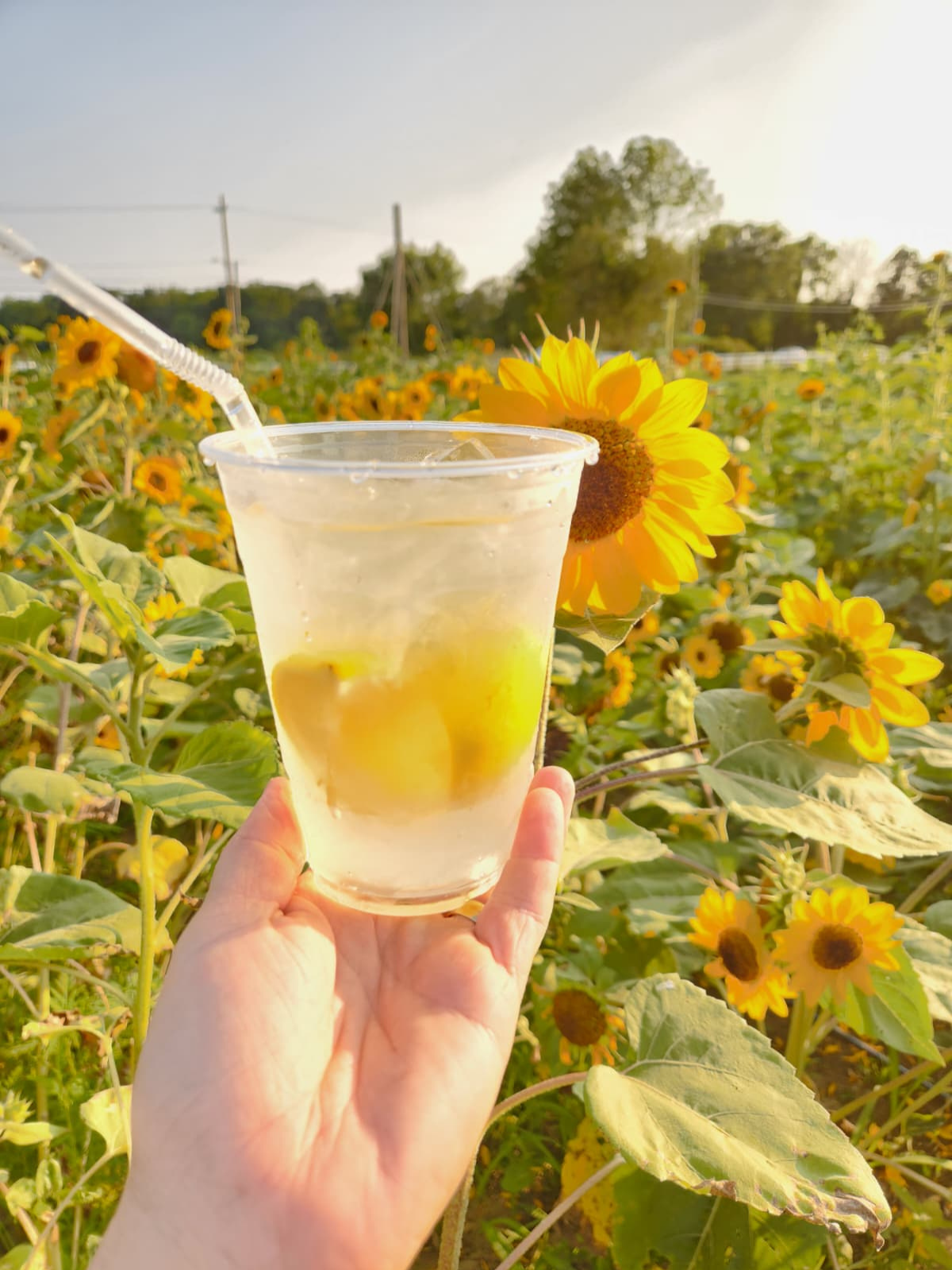 Design sem nome (30)