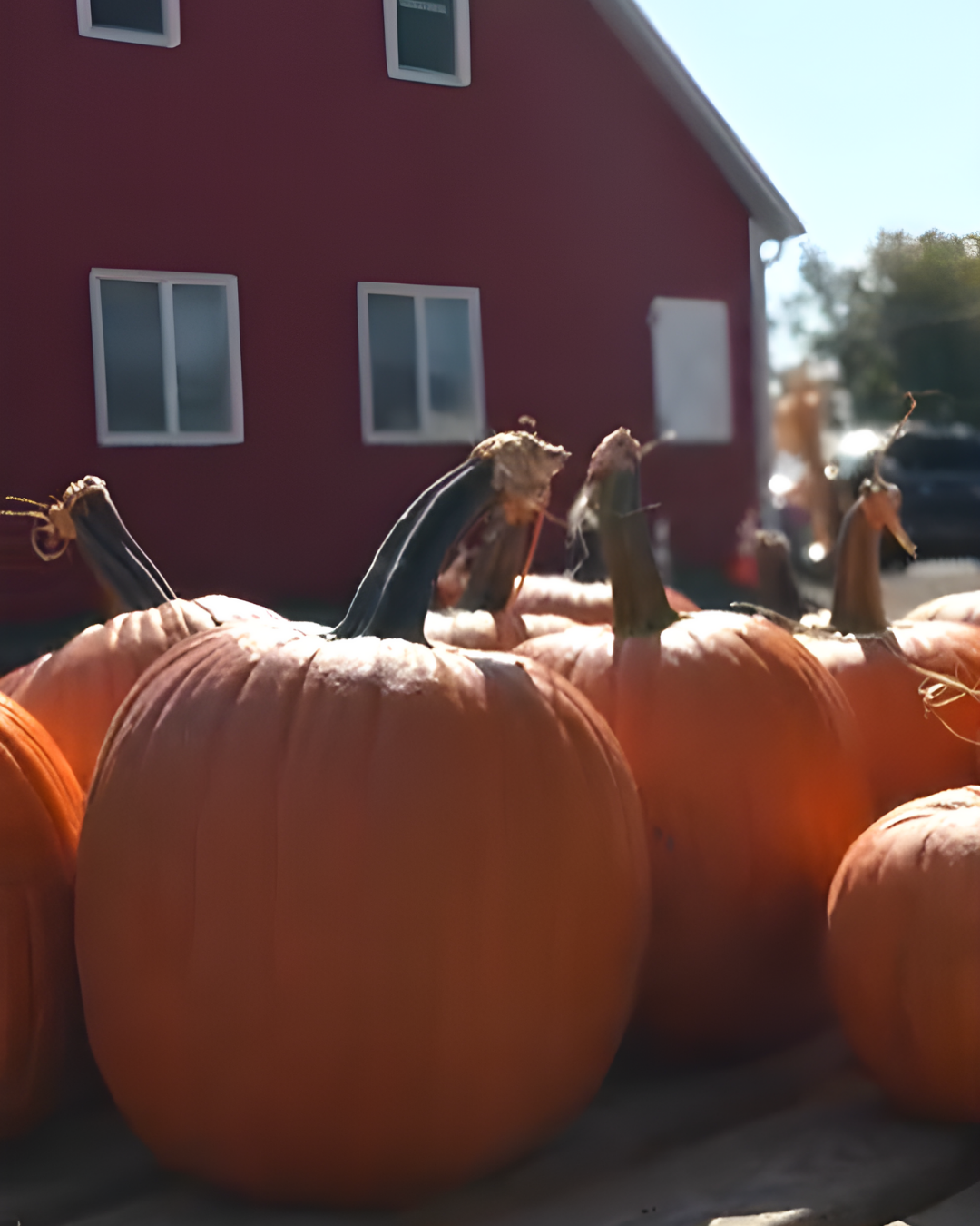 Design sem nome (29)